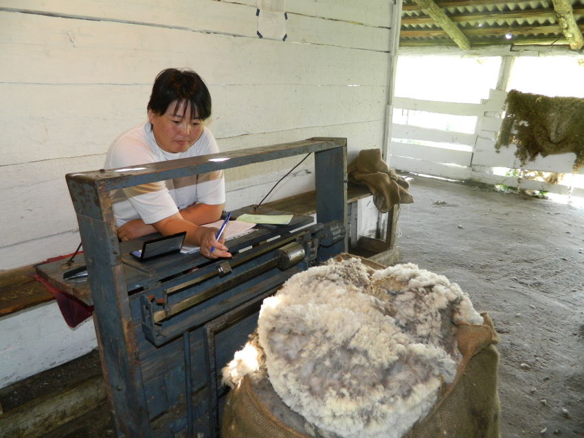 Овцеводческие хозяйства Забайкалья приступили к реализации шерсти